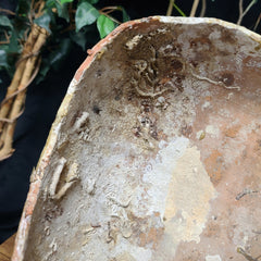 Ancient Shipwreck Pottery J, Roman