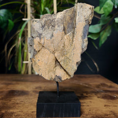 Diplodocus Dinosaur Bone E, XL