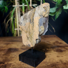 Diplodocus Dinosaur Bone E, XL