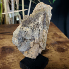 Diplodocus Dinosaur Bone E, XL