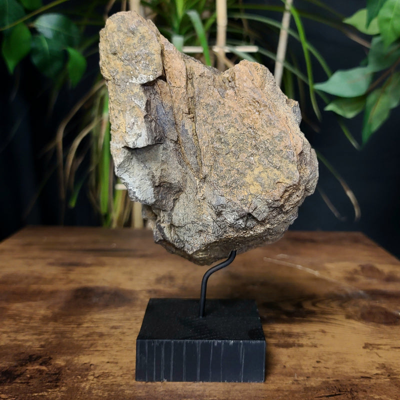 Diplodocus Dinosaur Bone E, XL