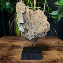 Diplodocus Dinosaur Bone E, XL