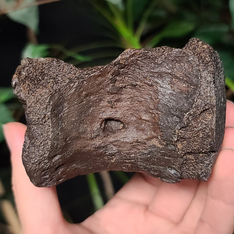 Bison Fossil Vertebrae D (Tail Bone)