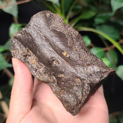 Bison Fossil Vertebrae D (Tail Bone)