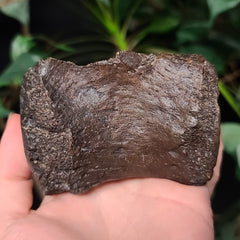 Bison Fossil Vertebrae D (Tail Bone)
