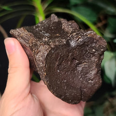 Bison Fossil Vertebrae D (Tail Bone)