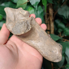 Bison Fossil Heel Bone A