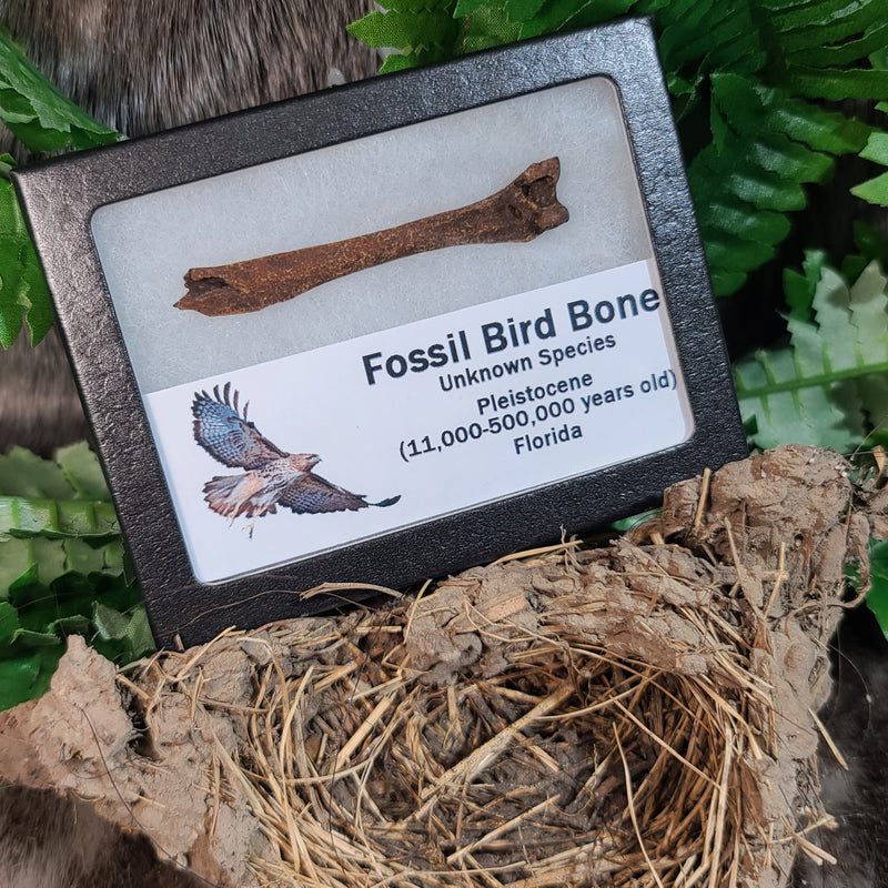 Bird Fossil Bones (Framed)