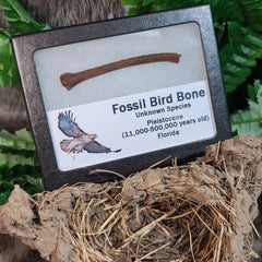 Bird Fossil Bones (Framed)