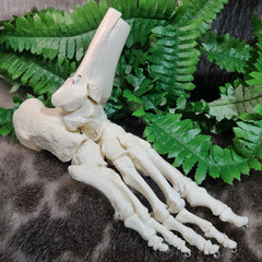 Human Foot, Articulated (CAST)