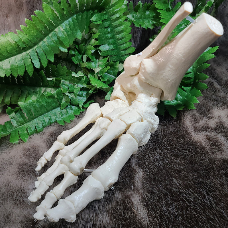 Human Foot, Articulated (CAST)