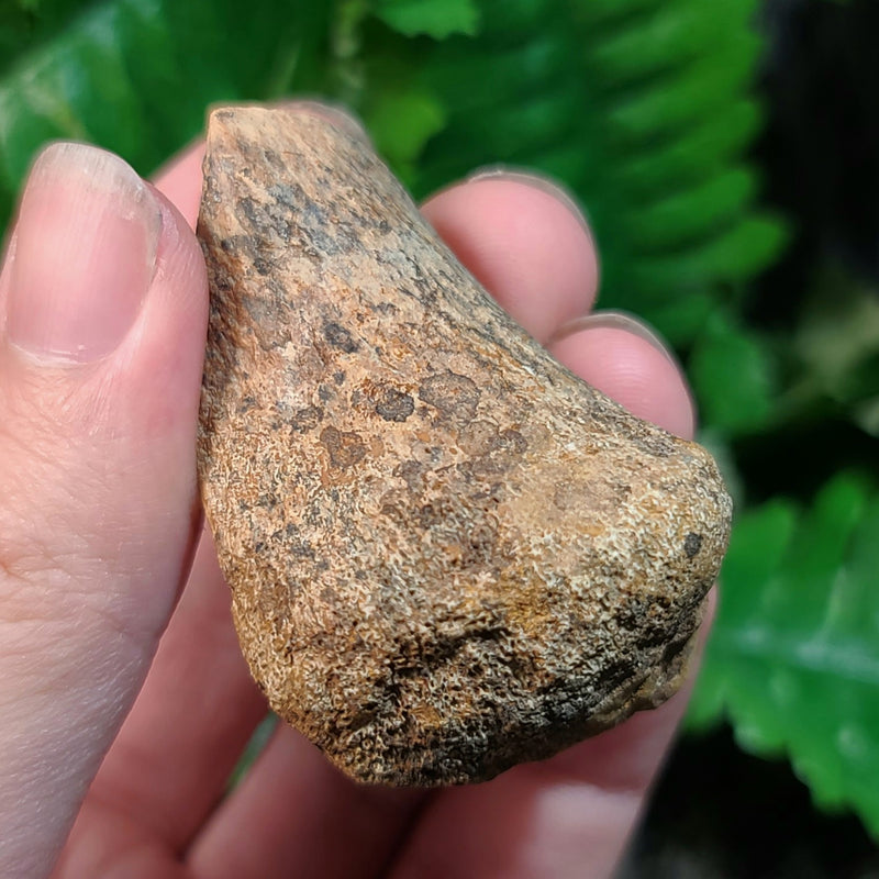 Hadrosaur Dinosaur Foot Bone B