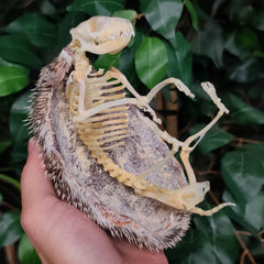 African Pygmy Hedgehog Skeleton