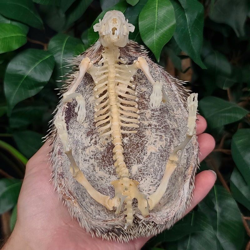 African Pygmy Hedgehog Skeleton