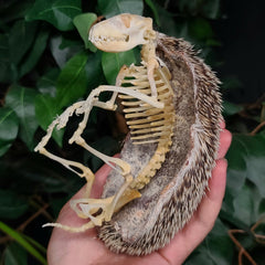 African Pygmy Hedgehog Skeleton