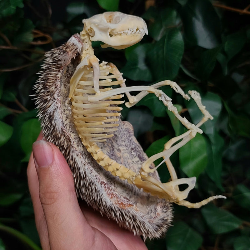 African Pygmy Hedgehog Skeleton