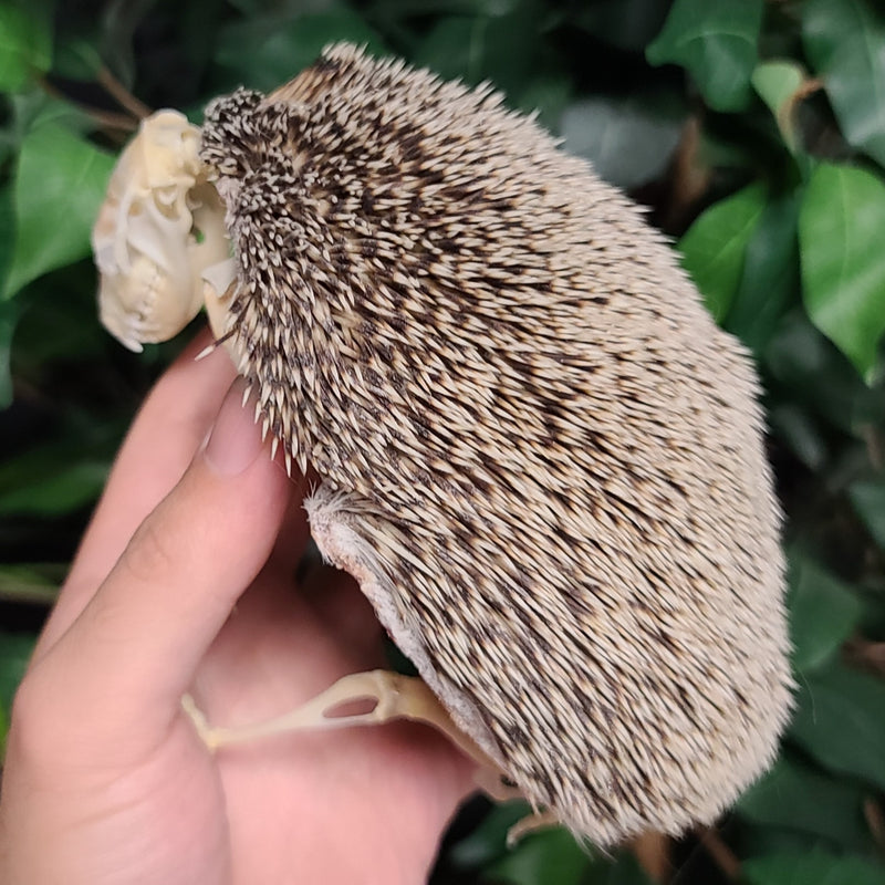 African Pygmy Hedgehog Skeleton