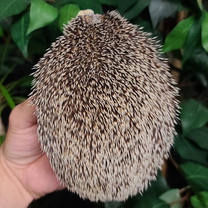 African Pygmy Hedgehog Skeleton