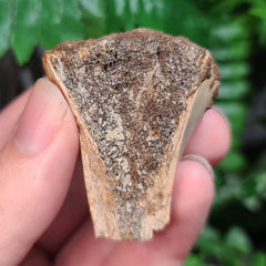 Fossil Turtle Shoulder Segment