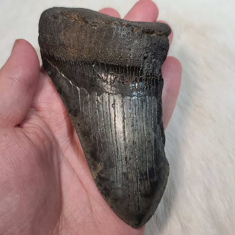 Megalodon Tooth C (4.85")