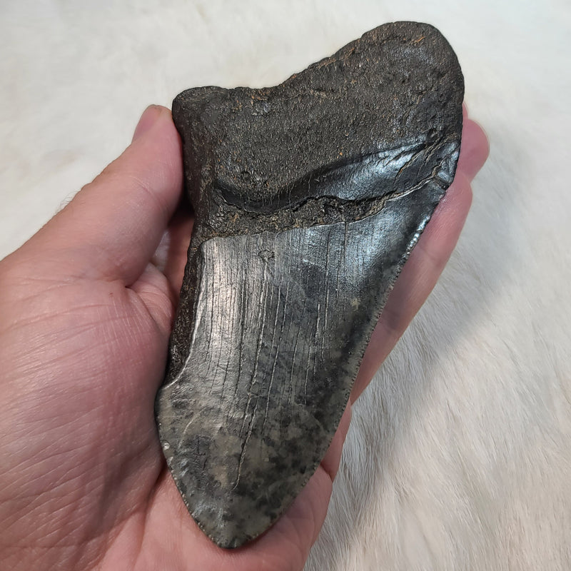 Megalodon Tooth C (4.85")