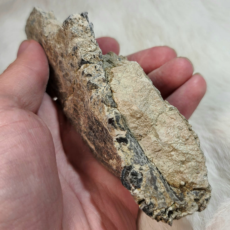 Oreodont Fossil Jaw A