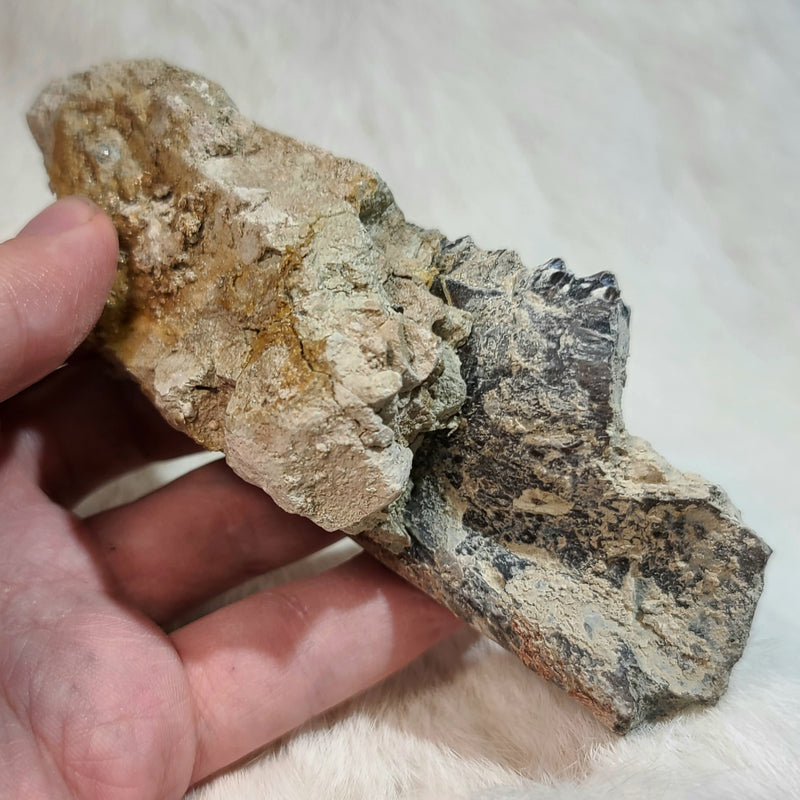 Oreodont Fossil Jaw A