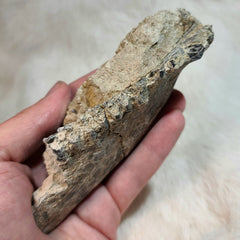 Oreodont Fossil Jaw A