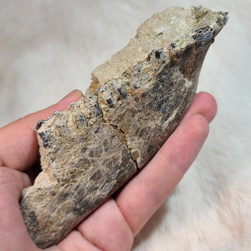 Oreodont Fossil Jaw A