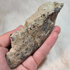 Oreodont Fossil Jaw A