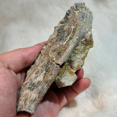 Oreodont Fossil Jaw A