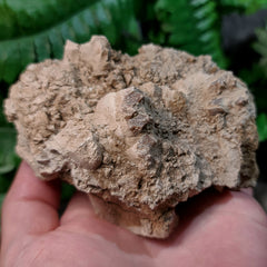 Oreodont Fossil Skull H