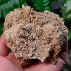 Oreodont Fossil Skull H