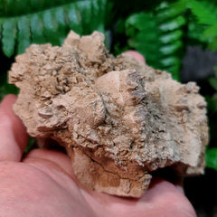 Oreodont Fossil Skull H