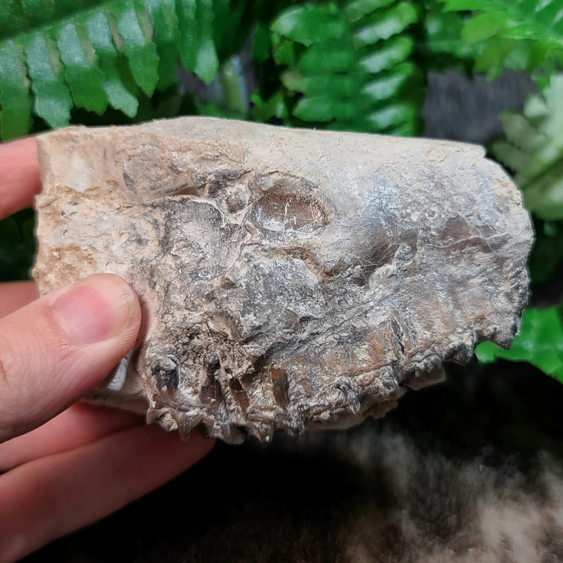 Oreodont Fossil Skull I