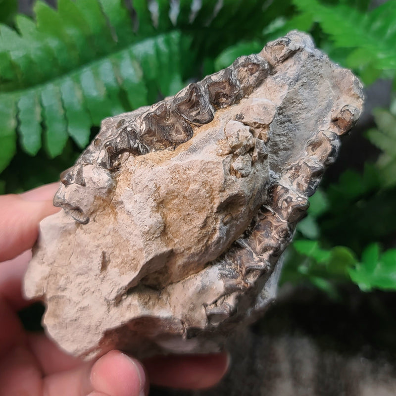 Oreodont Fossil Skull I