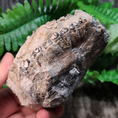 Oreodont Fossil Skull I