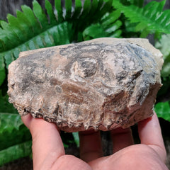 Oreodont Fossil Skull I