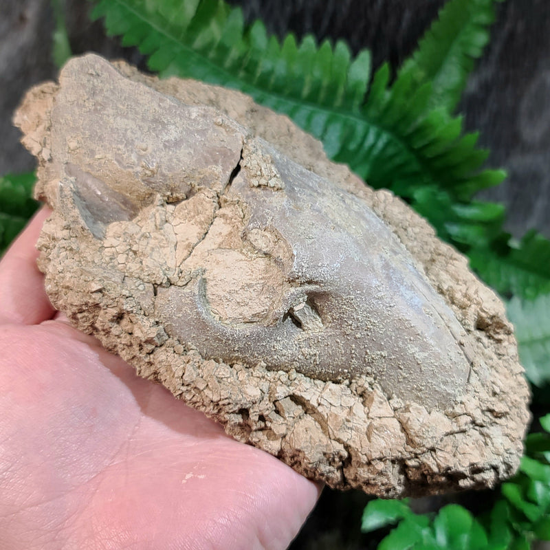 Oreodont Fossil Skull J