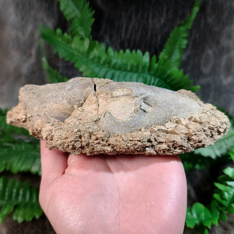 Oreodont Fossil Skull J
