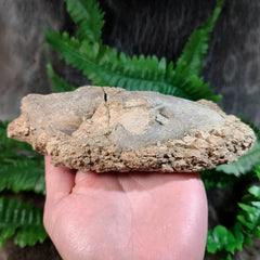 Oreodont Fossil Skull J