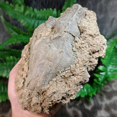 Oreodont Fossil Skull J