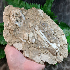 Oreodont Fossil Skull J