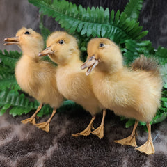 Duckling Taxidermy Mounts