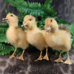 Duckling Taxidermy Mounts