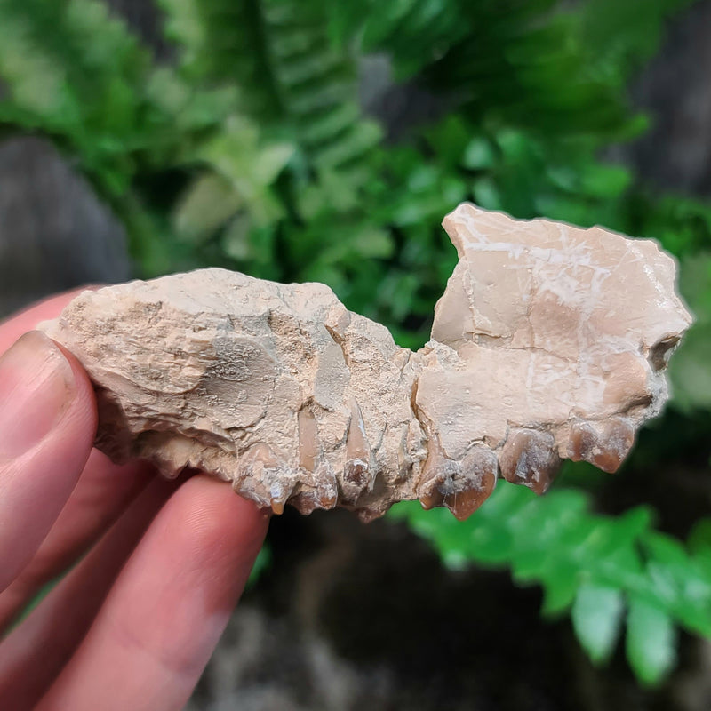 Oreodont Fossil Skull Segment, C