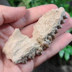 Oreodont Fossil Skull Segment, C