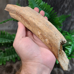 Cave Bear Rib Segment A