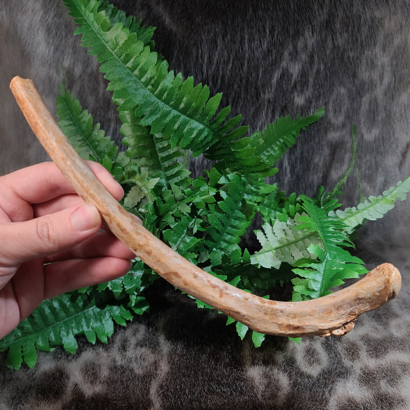 Cave Bear Rib Segment B