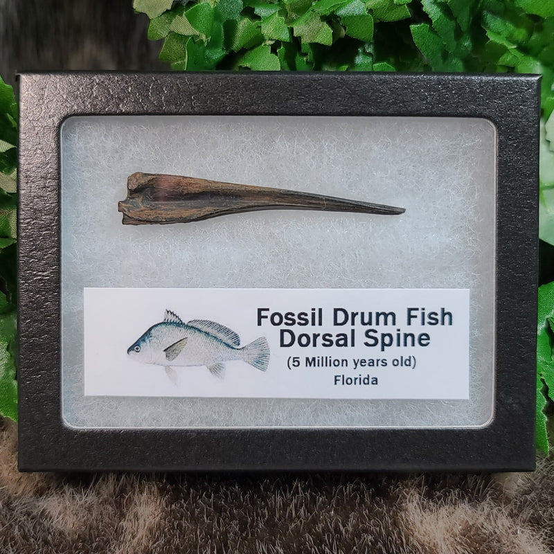 Fossil Drum Fish Dorsal Spines, Framed